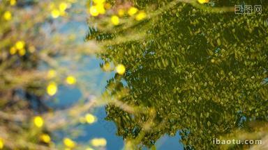 水面倒影绿植树叶实拍空镜
